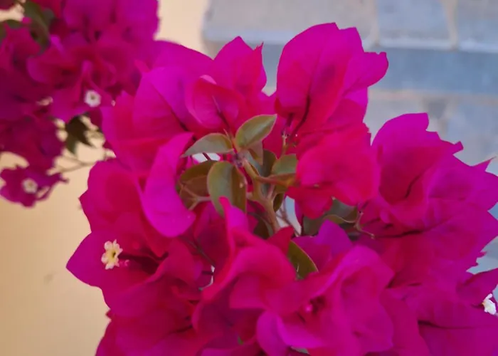 Prázdninový dům Casa Dei Fiori Sarakinádhon